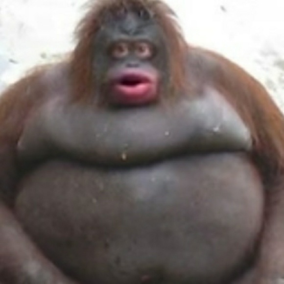 Meet your Posher, Ty - Picture 1 of 1